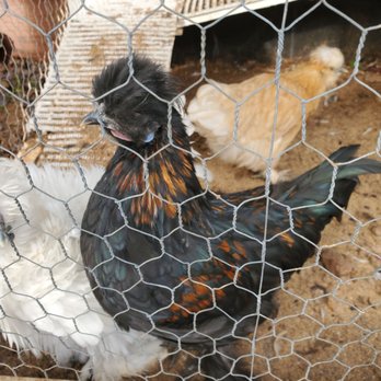 Fabulously Feathered Silkies - Ranches Near Me Fabulously Feathered Silkies - Ranches Near Me
