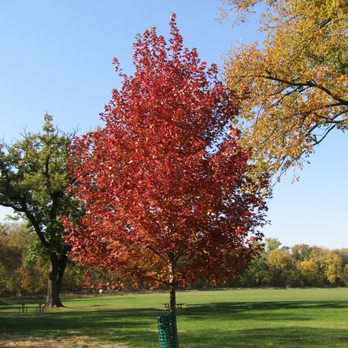 Thatcher Woods Forest Preserve - The Fall Colors - Hiking Near Me - Maywood, Illinois Thatcher Woods Forest Preserve - The Fall Colors - Hiking Near Me - Maywood, Illinois