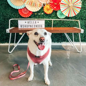 Neon Dog - My happy and squeaky clean girl! - Pet Groomers Near Me - Norwalk, Connecticut Neon Dog - My happy and squeaky clean girl! - Pet Groomers Near Me - Norwalk, Connecticut