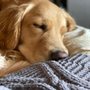 Photo of Top Dog Daycare
