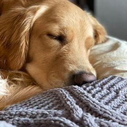 Top Dog Daycare