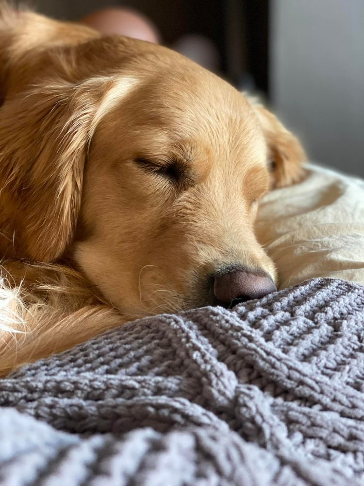 TOP DOG DAYCARE Updated September 2024 16 Photos & 19 Reviews 2900 29th Ave SW, Tumwater