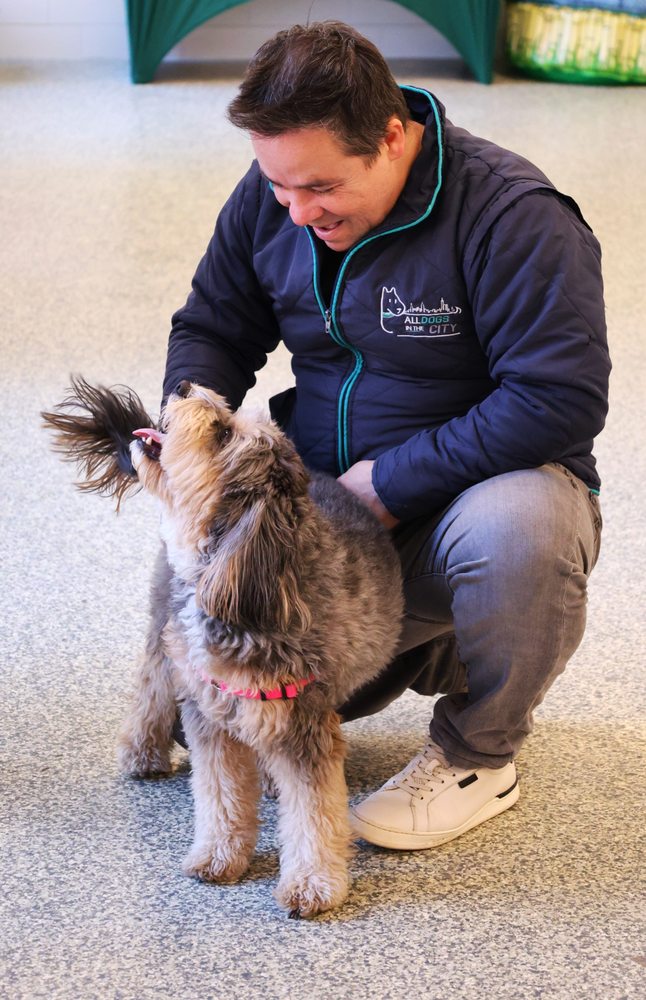All Dogs in the City - Greenpoint - pet boarding facility in Brooklyn, NY