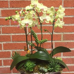 Inglewood Park Flower Shop - Green phalaenopsis orchids arranged with succulents and a butterfly $125
