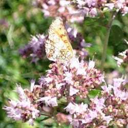 Jardin des papillons