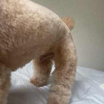 Petco - Legs and body super even - Pet Training Near Me - Pembroke Pines, Florida