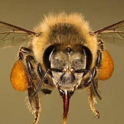Panama City Honey Company