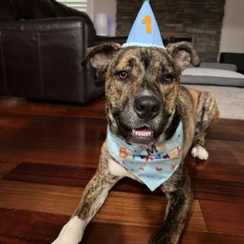 Promise 4 Paws - Pet Adoption Near Me - San Juan Capistrano, California