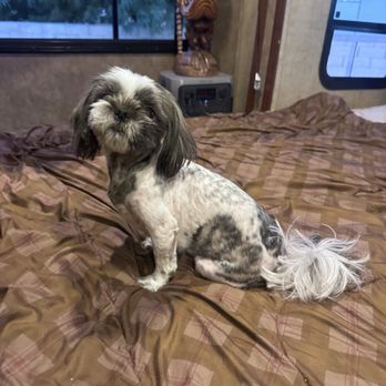 My Desert Dogs - Happy, clean and comfortable. - Pet Boarding Near Me - Cathedral City, California My Desert Dogs - Happy, clean and comfortable. - Pet Boarding Near Me - Cathedral City, California