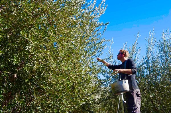 Ojai Olive Oil by null