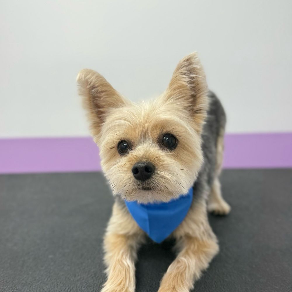 Pawssentials - Pet Groomers Near Me - Milpitas, California