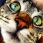 Photo of The Dog & Cat Doctor