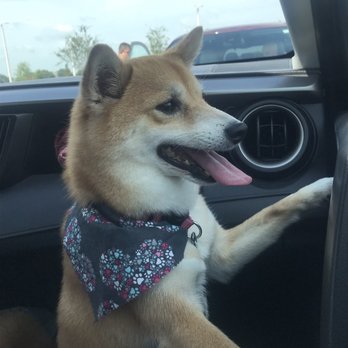Petco - hair - Pet Training Near Me - Kissimmee, Florida
