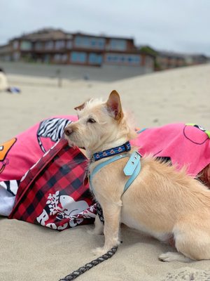 Oswald West State Park by null