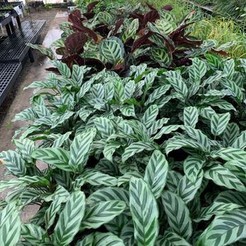 Rainforest Flora - Nurseries & Gardening Near Me - Torrance, California Rainforest Flora - Nurseries & Gardening Near Me - Torrance, California