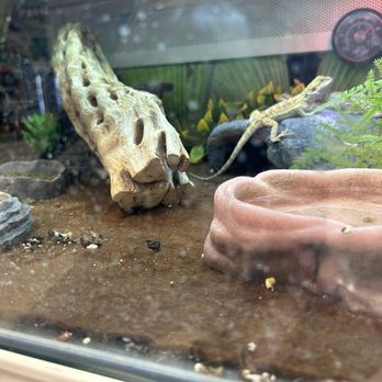 PetSmart - And this is only just the beardie enclosure... - Pet Training Near Me - Las Vegas, Nevada PetSmart - And this is only just the beardie enclosure... - Pet Training Near Me - Las Vegas, Nevada