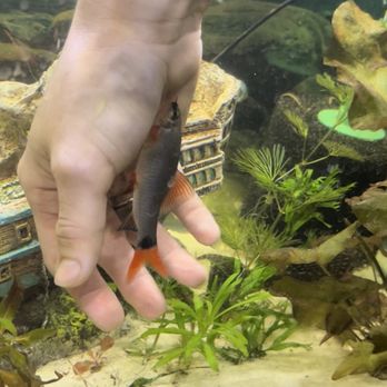 River Valley Pets - Rainbow shark nibbling on my hand - Pet Stores Near Me - Granite Falls, North Carolina River Valley Pets - Rainbow shark nibbling on my hand - Pet Stores Near Me - Granite Falls, North Carolina