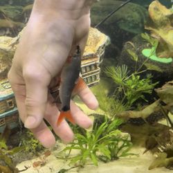 River Valley Pets - Rainbow shark nibbling on my hand