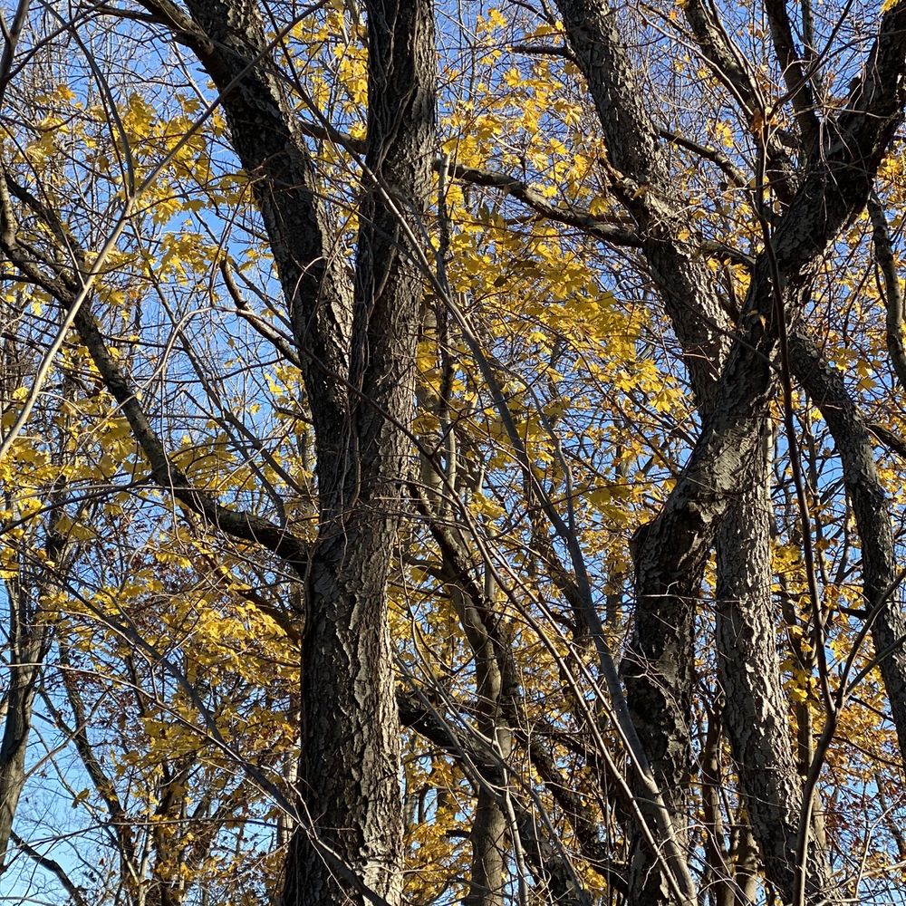 Van Cortlandt Park  - nature therapy - Parks Near Me - Bronx, New York