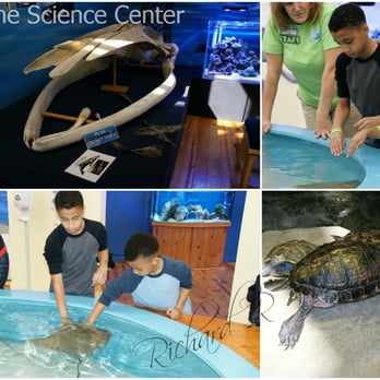 Marine Science Center - Lots to touch - Aquariums Near Me - Ponce Inlet, Florida Marine Science Center - Lots to touch - Aquariums Near Me - Ponce Inlet, Florida