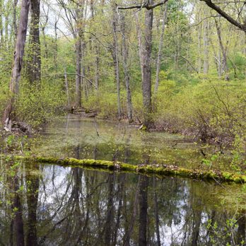 Miller Bird Sanctuary - Vernal pools - Hiking Near Me