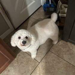 user provided Furry Friends Spa and Grooming photo