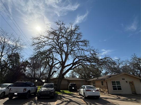 Mighty Oaks Total Tree Management