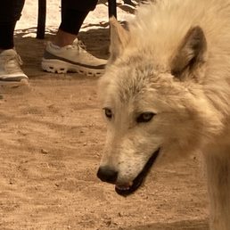 Cody, white Alaskan wolf Cody, white Alaskan wolf