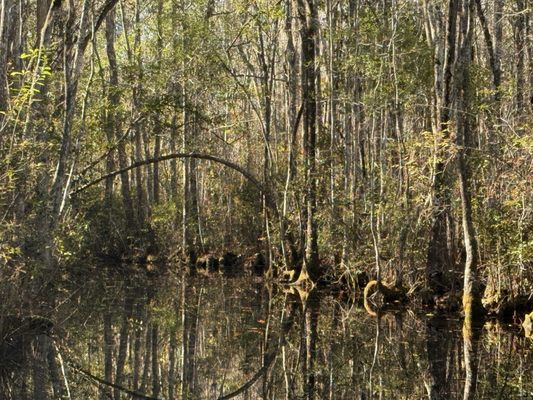 Okefenokee Swamp Park by null