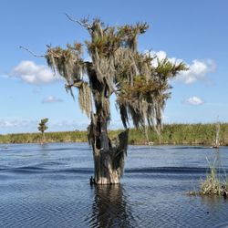 Marsh Beast Airboat Tours