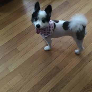 The Tailored Groomer - Lucy showing off with her pink and blue bandana. - Pet Groomers Near Me The Tailored Groomer - Lucy showing off with her pink and blue bandana. - Pet Groomers Near Me