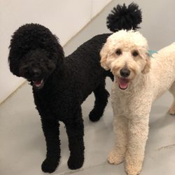 Fluffy Puppy - Enjoying daycare!
