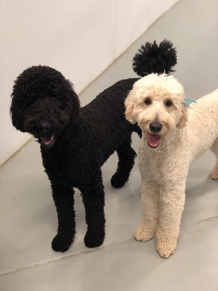 FLUFFY PUPPY Updated October 2024 916 N Main St, Nixa, Missouri