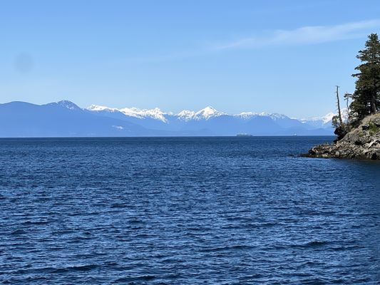 Prince of Whales - Whale & Marine Wildlife Adventures Vancouver by null