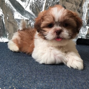 Puppy Petite - Pet Stores Near Me - Brooklyn, New York