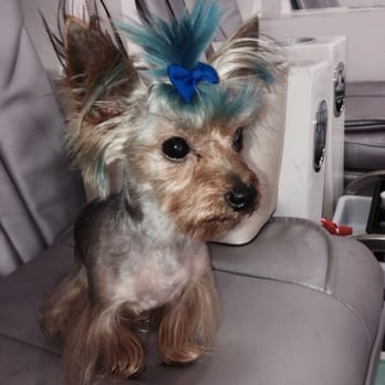Neo Pet Spa - Franklin with his new look! - Pet Groomers Near Me - Miami, Florida Neo Pet Spa - Franklin with his new look! - Pet Groomers Near Me - Miami, Florida