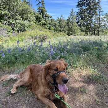 Coyote Wall Trailhead - Relaxing in lupines - Hiking Near Me - White Salmon, Washington