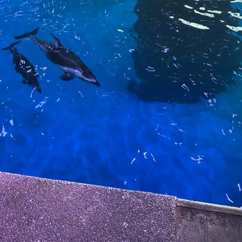 Shedd Aquarium - Aquariums Near Me - Chicago, Illinois Shedd Aquarium - Aquariums Near Me - Chicago, Illinois
