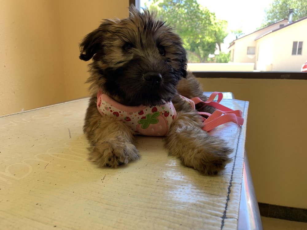 PARACHUTE VETERINARY CLINIC Updated July 2024 120 1st St, Parachute, Colorado