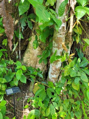 The Habitat Penang Hill by null