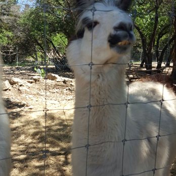 Austin Zoo - Zoos Near Me - Austin, Texas Austin Zoo - Zoos Near Me - Austin, Texas