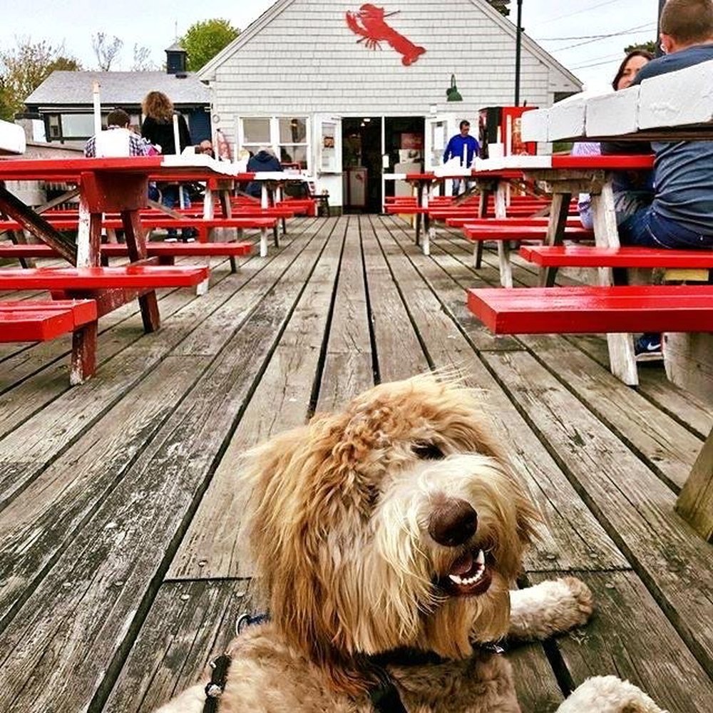 Cape Pier Chowder House - Dog friendly, and the deck is covered now - Seafood Near Me - Kennebunkport, Maine Cape Pier Chowder House - Dog friendly, and the deck is covered now - Seafood Near Me - Kennebunkport, Maine