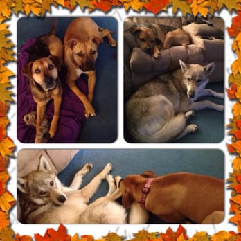 Vet2Go Housecalls - Our dogs LOVE Dr. Allison Gussack @ Vet2Go! - Veterinarians Near Me Vet2Go Housecalls - Our dogs LOVE Dr. Allison Gussack @ Vet2Go! - Veterinarians Near Me