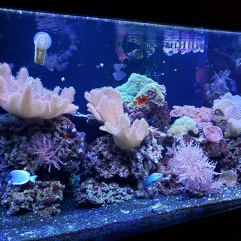 reef aquariums near me