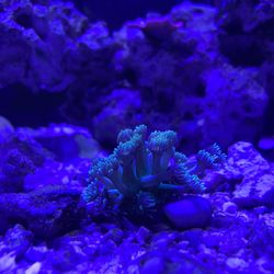 Ocean To You Aquariums - Goniporas