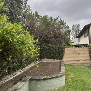 Orange County Tree Services - Finished trimming - Tree Services Near Me Orange County Tree Services - Finished trimming - Tree Services Near Me
