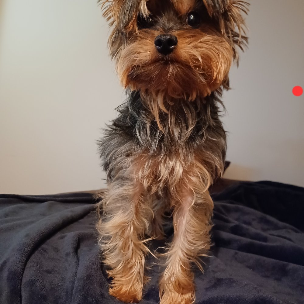 VEG ER for Pets - Baby - Emergency Pet Hospital Near Me - New York, New York VEG ER for Pets - Baby - Emergency Pet Hospital Near Me - New York, New York