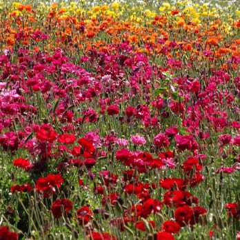 The Flower Fields - Venues & Event Spaces Near Me - Carlsbad, California