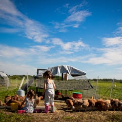 Kinnikinnick Farm - feeding chickens