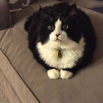 Tanasbourne Veterinary Emergency - Home from the vet and feeling much better! Thank you! -Oliver - Veterinarians Near Me - Beaverton, Oregon Tanasbourne Veterinary Emergency - Home from the vet and feeling much better! Thank you! -Oliver - Veterinarians Near Me - Beaverton, Oregon